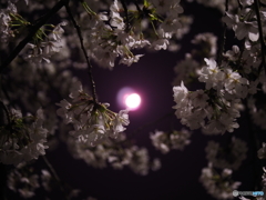 夜桜円舞