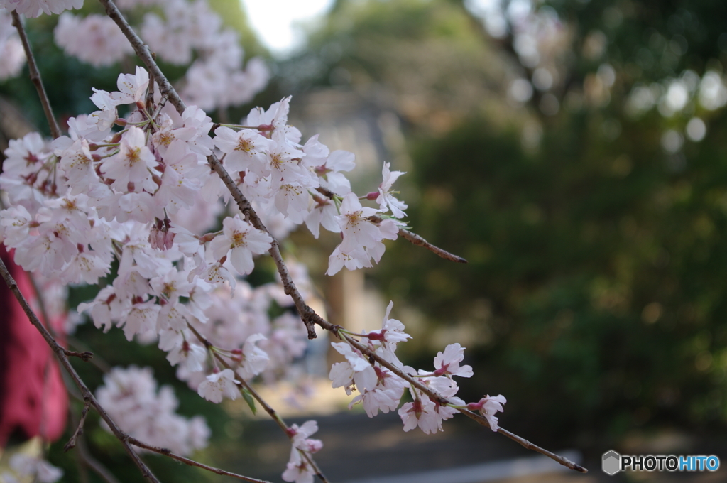 春日和②