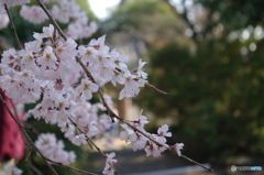 春日和②