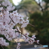 春日和②