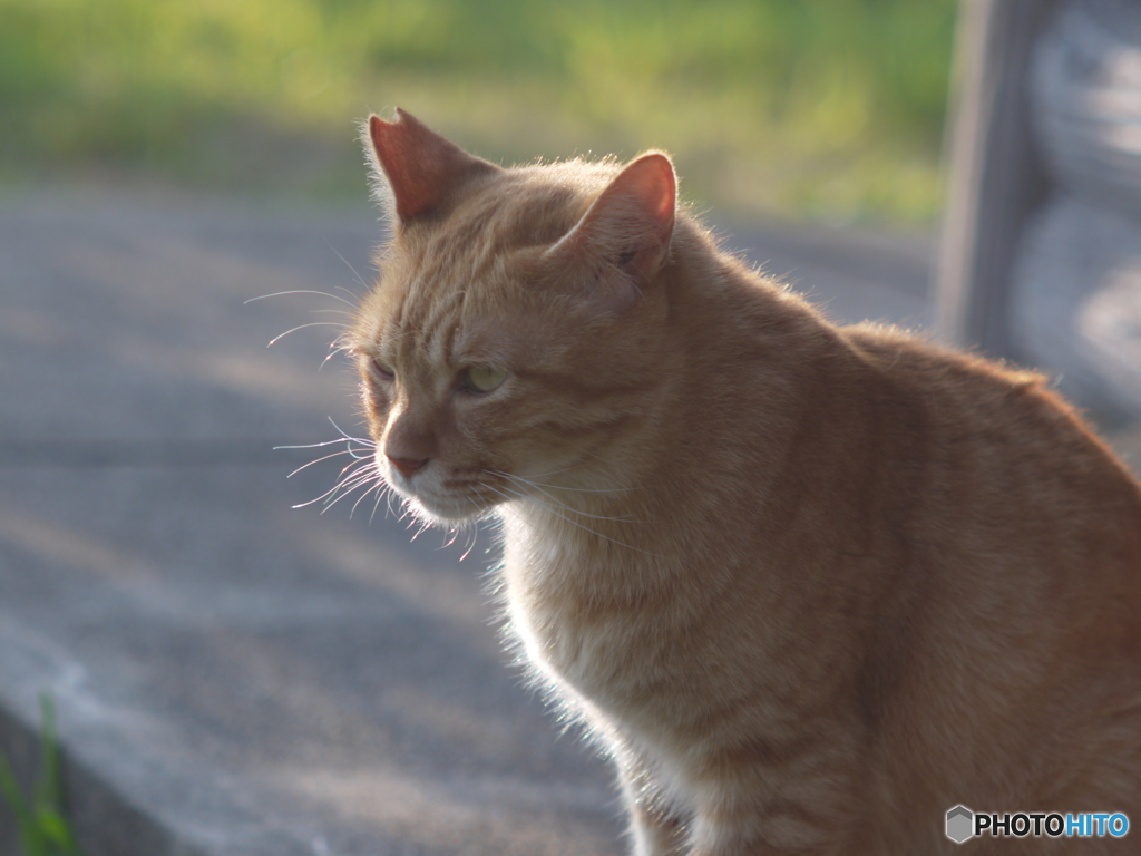 眺める猫