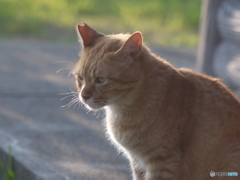 眺める猫