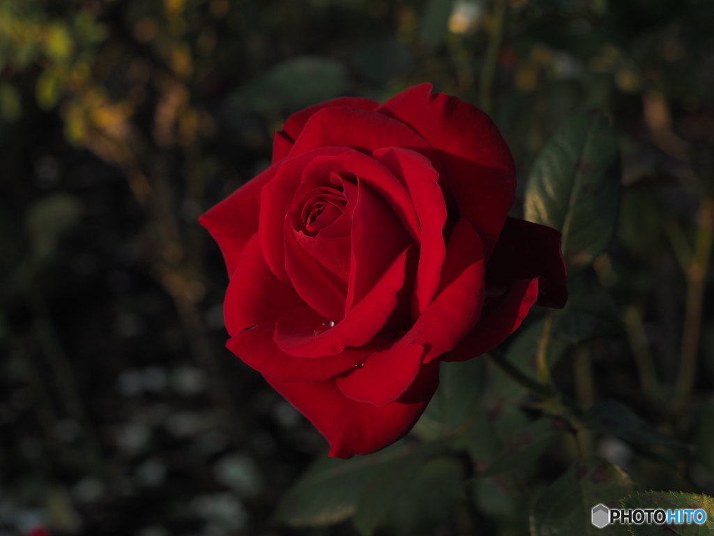 薔薇