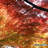 紅葉天井
