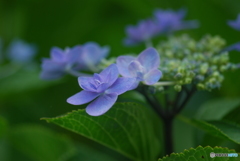 紫陽花の花