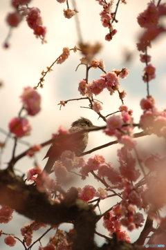 春の使者