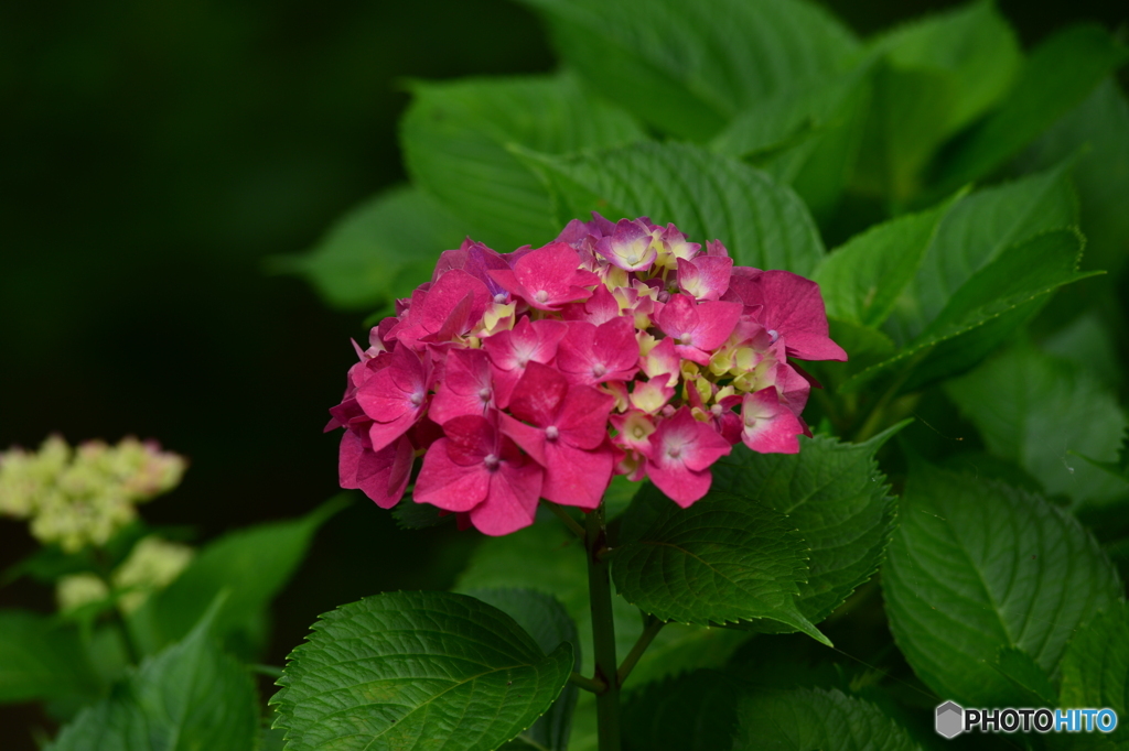 雨の花