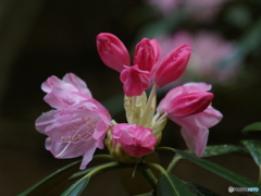 石楠花