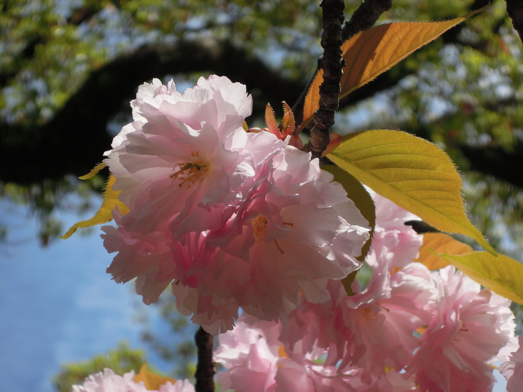 八重桜