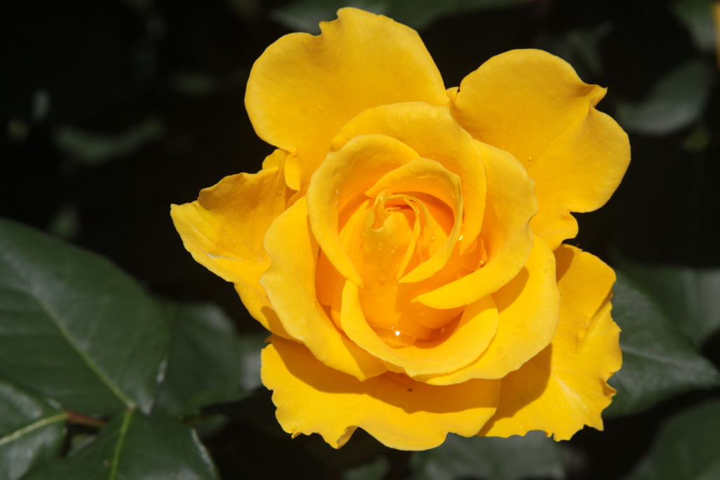 Rose’ｓ