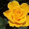 Rose’ｓ