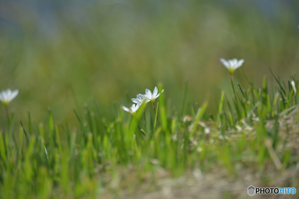 白き花
