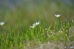 白き花