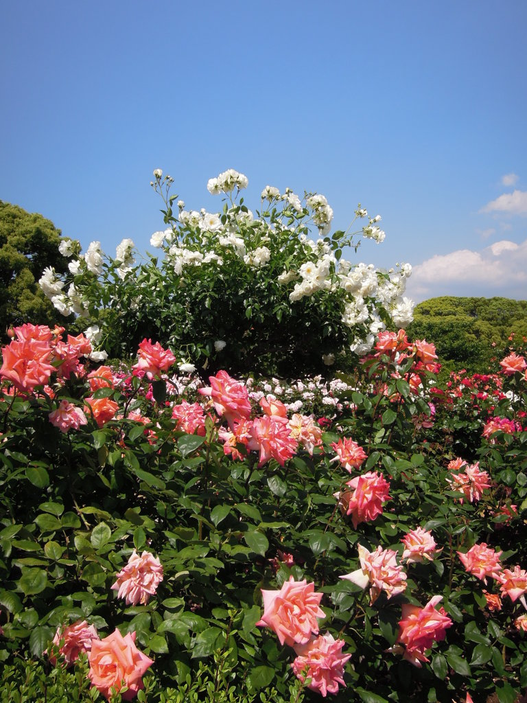 花園