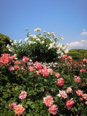 花園