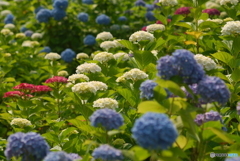 ajisai