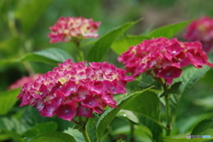 ajisai