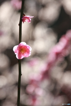 一花