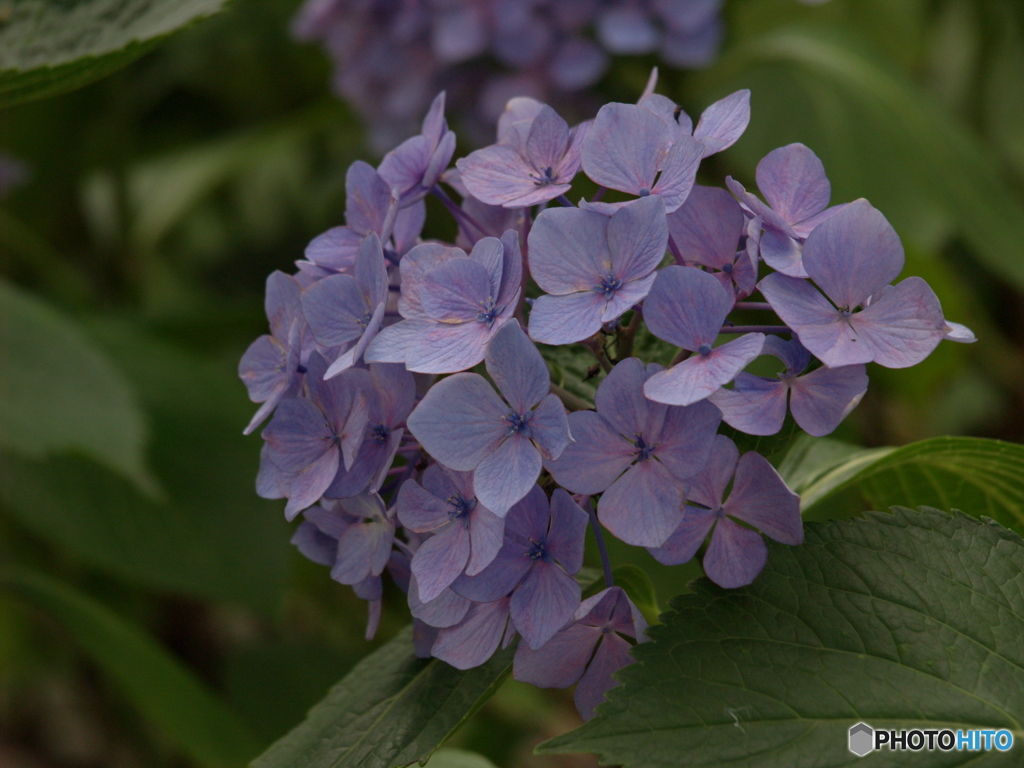 紫陽花①