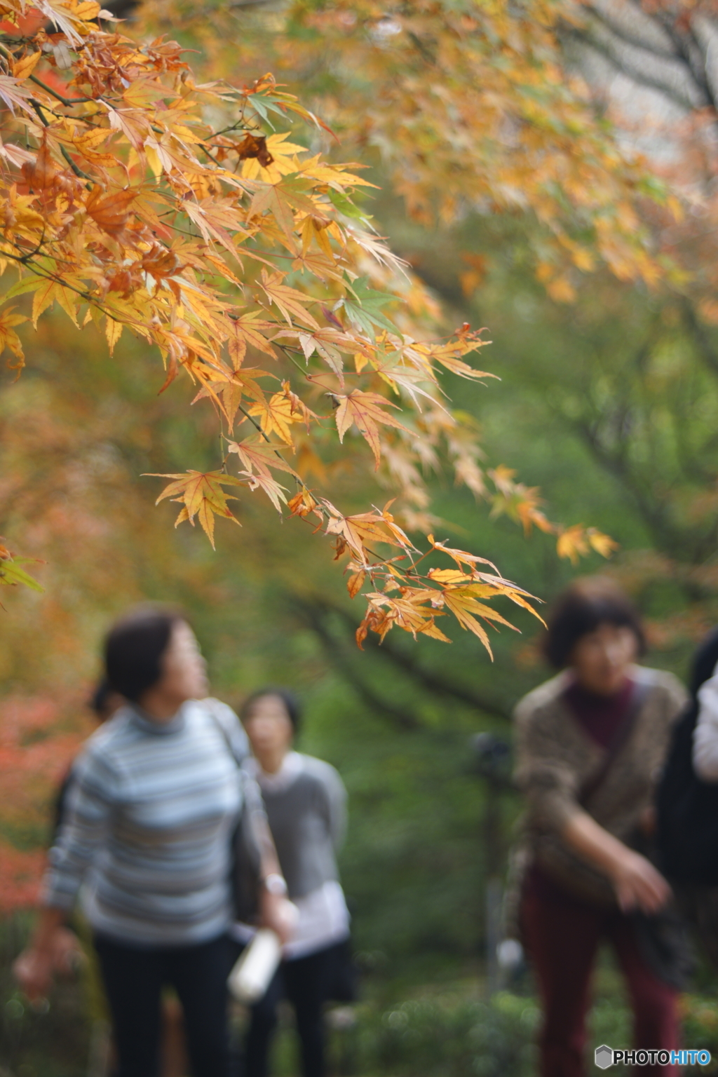 紅葉狩り