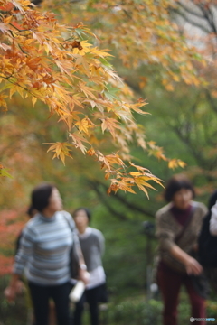 紅葉狩り