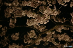 秋月河川敷夜桜景