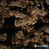 秋月河川敷夜桜景