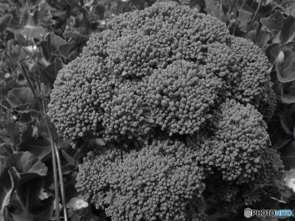 Broccoli