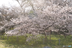 臥竜桜