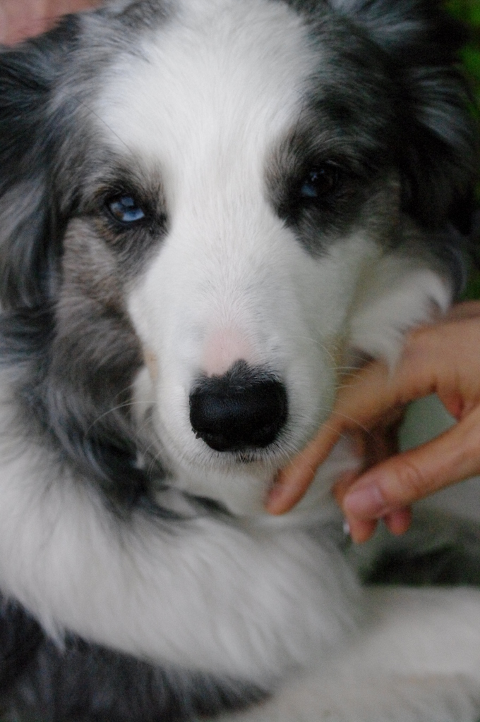 マッタリ犬