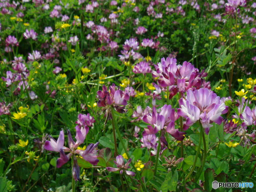 蓮花畑②
