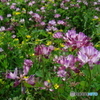 蓮花畑②