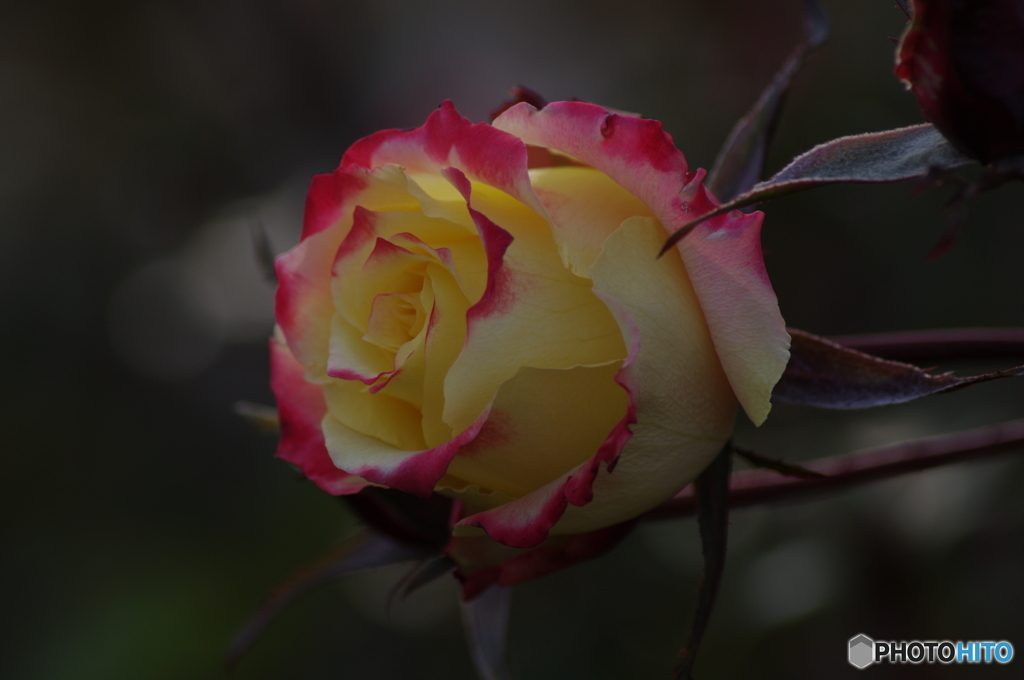 Rose's
