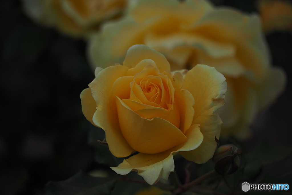 冬薔薇