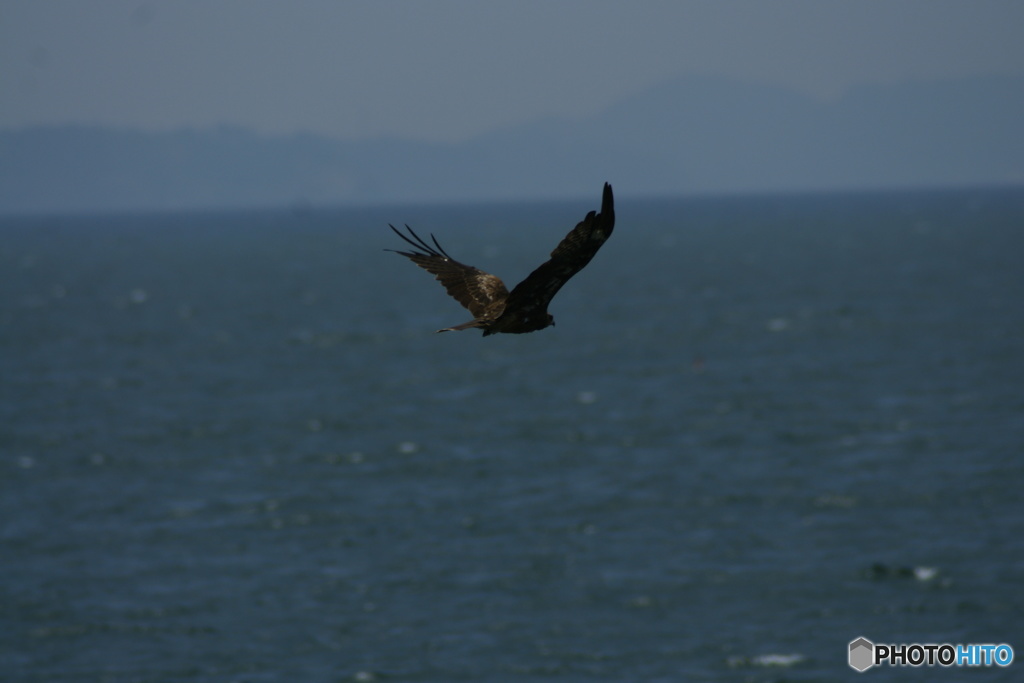 鳶
