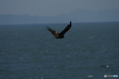 鳶
