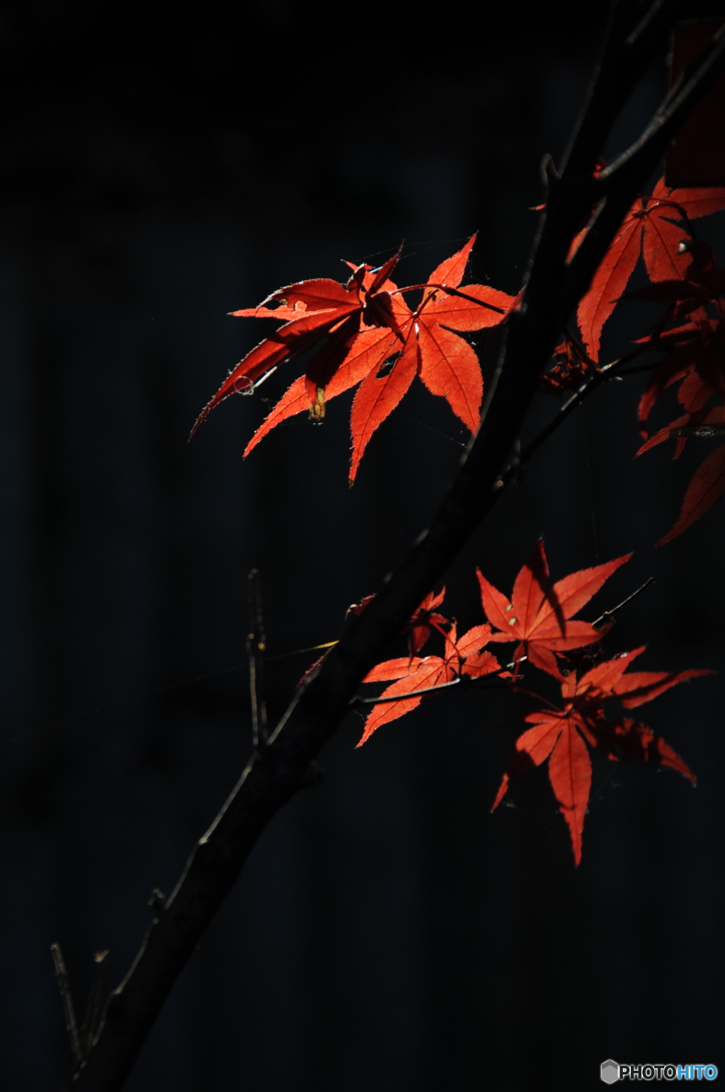 朱の華