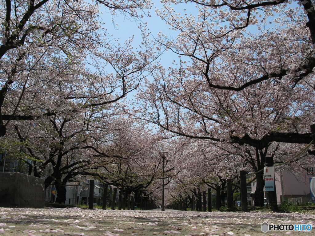 桜並木