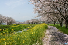 征く春の中