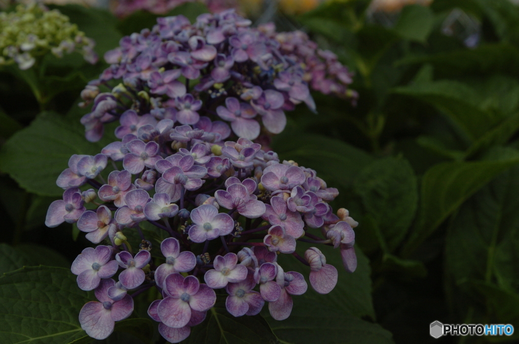 紫陽花④