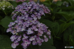 紫陽花④