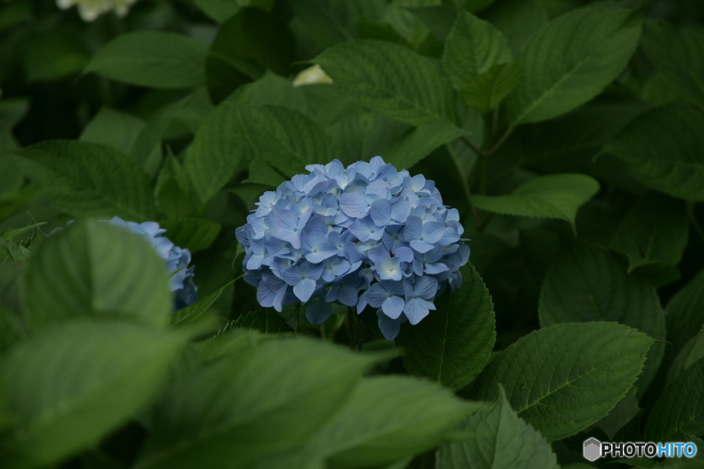 紫陽花