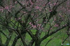 梅の花達