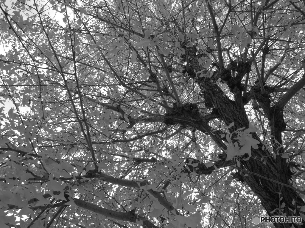 銀杏の木の下で