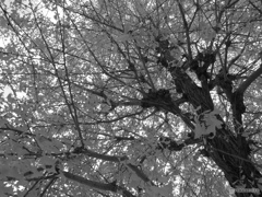 銀杏の木の下で