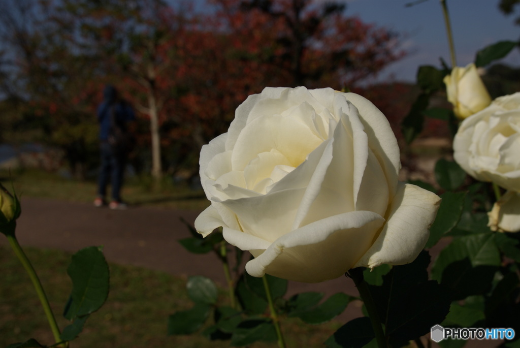 秋を謳う白薔薇
