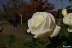 秋を謳う白薔薇