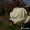 秋を謳う白薔薇