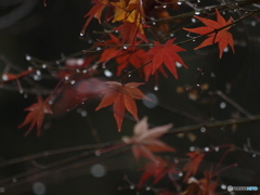 雨紅葉