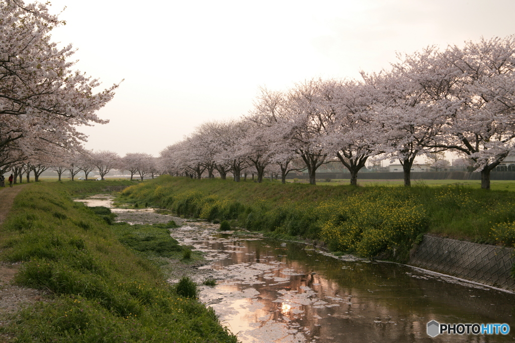 春霞夕桜の並木